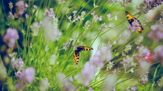 tilt shift photography of butterflies